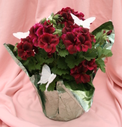 Geranium Martha Washington from Mischler's Florist and Greenhouses in Williamsville, NY
