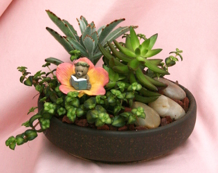 Succulent Mini Teddy Garden from Mischler's Florist and Greenhouses in Williamsville, NY
