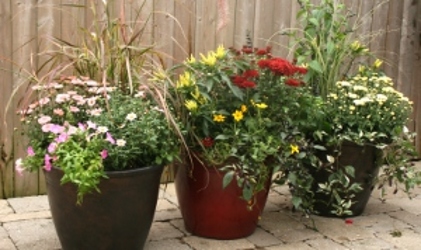 Fall Mix Patio Pot from Mischler's Florist and Greenhouses in Williamsville, NY