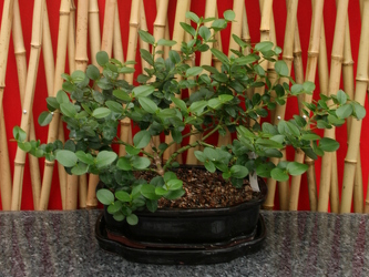 Bonsai Natal Plum from Mischler's Florist and Greenhouses in Williamsville, NY