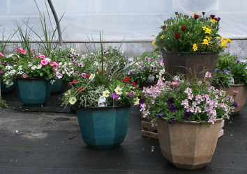 Octagon Patio Pot from Mischler's Florist and Greenhouses in Williamsville, NY