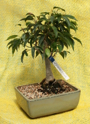 Bonsai Oriental Ficus from Mischler's Florist and Greenhouses in Williamsville, NY