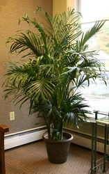 Cataractarum Palm from Mischler's Florist and Greenhouses in Williamsville, NY