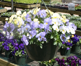 Pansy Hanging Basket from Mischler's Florist and Greenhouses in Williamsville, NY