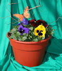 Pansy Pot 10" from Mischler's Florist and Greenhouses in Williamsville, NY