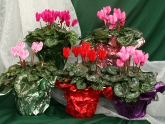 Cyclamen Party Favors from Mischler's Florist and Greenhouses in Williamsville, NY