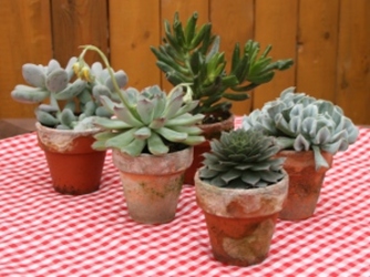 Party Favors - Succulents from Mischler's Florist and Greenhouses in Williamsville, NY