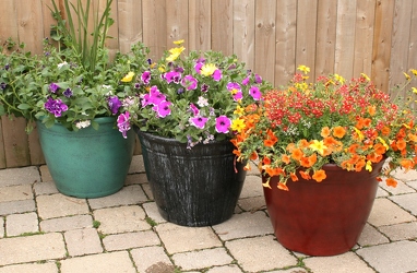 Mixed Patio Container from Mischler's Florist and Greenhouses in Williamsville, NY