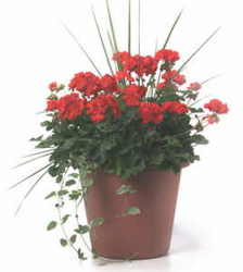Traditional Patio Container from Mischler's Florist and Greenhouses in Williamsville, NY