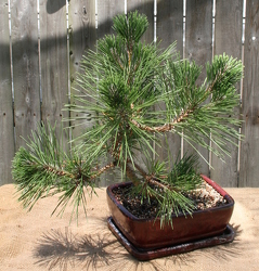 Bonsai Pine 720 from Mischler's Florist and Greenhouses in Williamsville, NY
