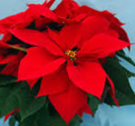 Poinsettia Christmas Day Red - NEW from Mischler's Florist and Greenhouses in Williamsville, NY