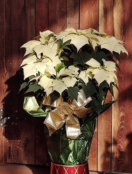Poinsettia Alaska from Mischler's Florist and Greenhouses in Williamsville, NY