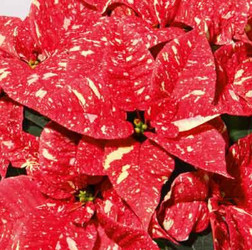 Red Glitter from Mischler's Florist and Greenhouses in Williamsville, NY