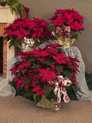 The Mischler Poinsettia - 3 Sizes from Mischler's Florist and Greenhouses in Williamsville, NY