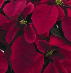 Prestige Maroon from Mischler's Florist and Greenhouses in Williamsville, NY