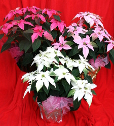 Princettia Series from Mischler's Florist and Greenhouses in Williamsville, NY