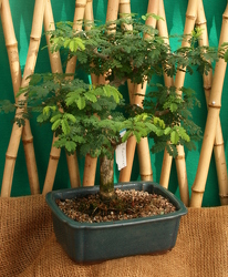 Bonsai Brazilian Raintree from Mischler's Florist and Greenhouses in Williamsville, NY