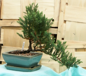Bonsai San Jose Juniper 833 from Mischler's Florist and Greenhouses in Williamsville, NY