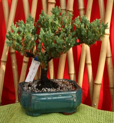 Bonsai San Jose Juniper from Mischler's Florist and Greenhouses in Williamsville, NY