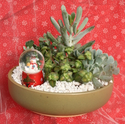 Succulent Mini Garden Frosty Snow Globe from Mischler's Florist and Greenhouses in Williamsville, NY