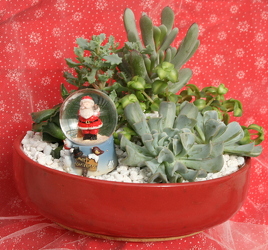 Succulent Mini Garden Santa Snow globe from Mischler's Florist and Greenhouses in Williamsville, NY