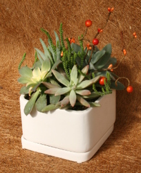 Succulent White Cube  from Mischler's Florist and Greenhouses in Williamsville, NY