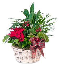 Seasonal Garden with Poinsettia from Mischler's Florist and Greenhouses in Williamsville, NY