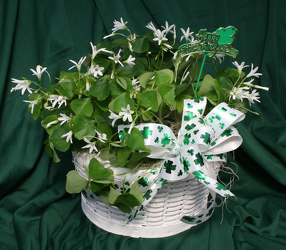 Basket O' Shamrocks from Mischler's Florist and Greenhouses in Williamsville, NY