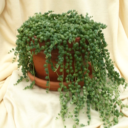 Succulent 6" - String of Pearls from Mischler's Florist and Greenhouses in Williamsville, NY