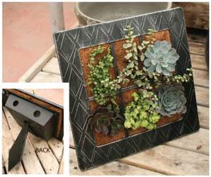 Succulent Picture Frame from Mischler's Florist and Greenhouses in Williamsville, NY