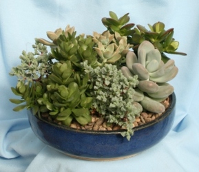 Succulent Low Bowl from Mischler's Florist and Greenhouses in Williamsville, NY