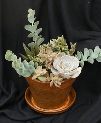 Succulent Pot 6" from Mischler's Florist and Greenhouses in Williamsville, NY