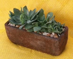 Succulent Trough from Mischler's Florist and Greenhouses in Williamsville, NY
