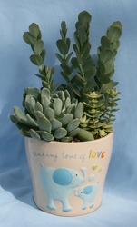 Succulents for New Baby Boy from Mischler's Florist and Greenhouses in Williamsville, NY