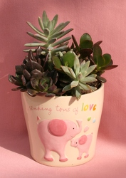 Succulents for New Baby Girl from Mischler's Florist and Greenhouses in Williamsville, NY