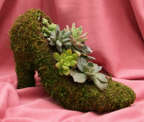 Succulent - Paula's Pump from Mischler's Florist and Greenhouses in Williamsville, NY