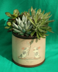 Succulents - For You from Mischler's Florist and Greenhouses in Williamsville, NY