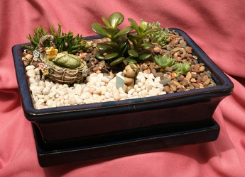 Mini Succulent Garden - Sweet Dreams from Mischler's Florist and Greenhouses in Williamsville, NY