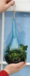 Terrarium Teardrop from Mischler's Florist and Greenhouses in Williamsville, NY
