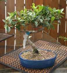 Tiger Bark Ficus from Mischler's Florist and Greenhouses in Williamsville, NY