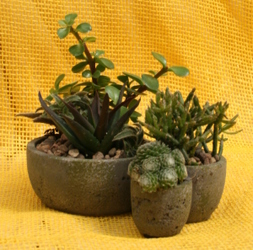 Succulent Tri-Planter from Mischler's Florist and Greenhouses in Williamsville, NY