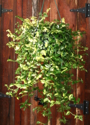 Hanging Basket Variegated Wandering Jew from Mischler's Florist and Greenhouses in Williamsville, NY