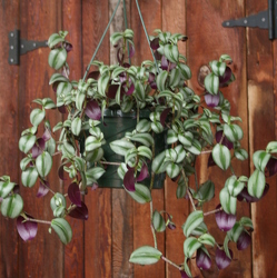 Hanging Basket Wandering Jew from Mischler's Florist and Greenhouses in Williamsville, NY