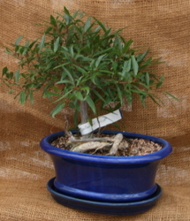 Bonsai Willowleaf Ficus 65 from Mischler's Florist and Greenhouses in Williamsville, NY