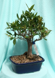 Bonsai Willow Leaf Ficus 827 from Mischler's Florist and Greenhouses in Williamsville, NY