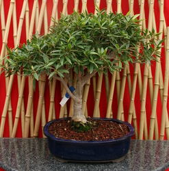 Bonsai Willowleaf Ficus from Mischler's Florist and Greenhouses in Williamsville, NY