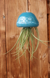 Airplant Jelly Fish from Mischler's Florist and Greenhouses in Williamsville, NY
