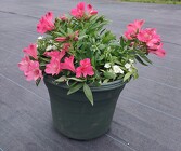 Alstromeria Patio Pot from Mischler's Florist and Greenhouses in Williamsville, NY