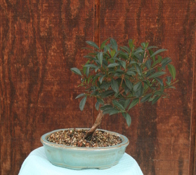 Bonsai Brush Cherry  from Mischler's Florist and Greenhouses in Williamsville, NY