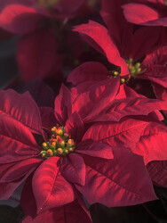 Poinsettia Prestige Burgundy from Mischler's Florist and Greenhouses in Williamsville, NY